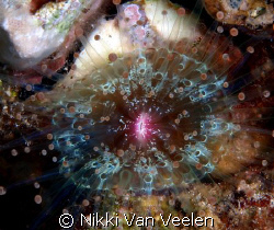 Disc anemone taken on a night dive at Marsa Bareika, Ras ... by Nikki Van Veelen 